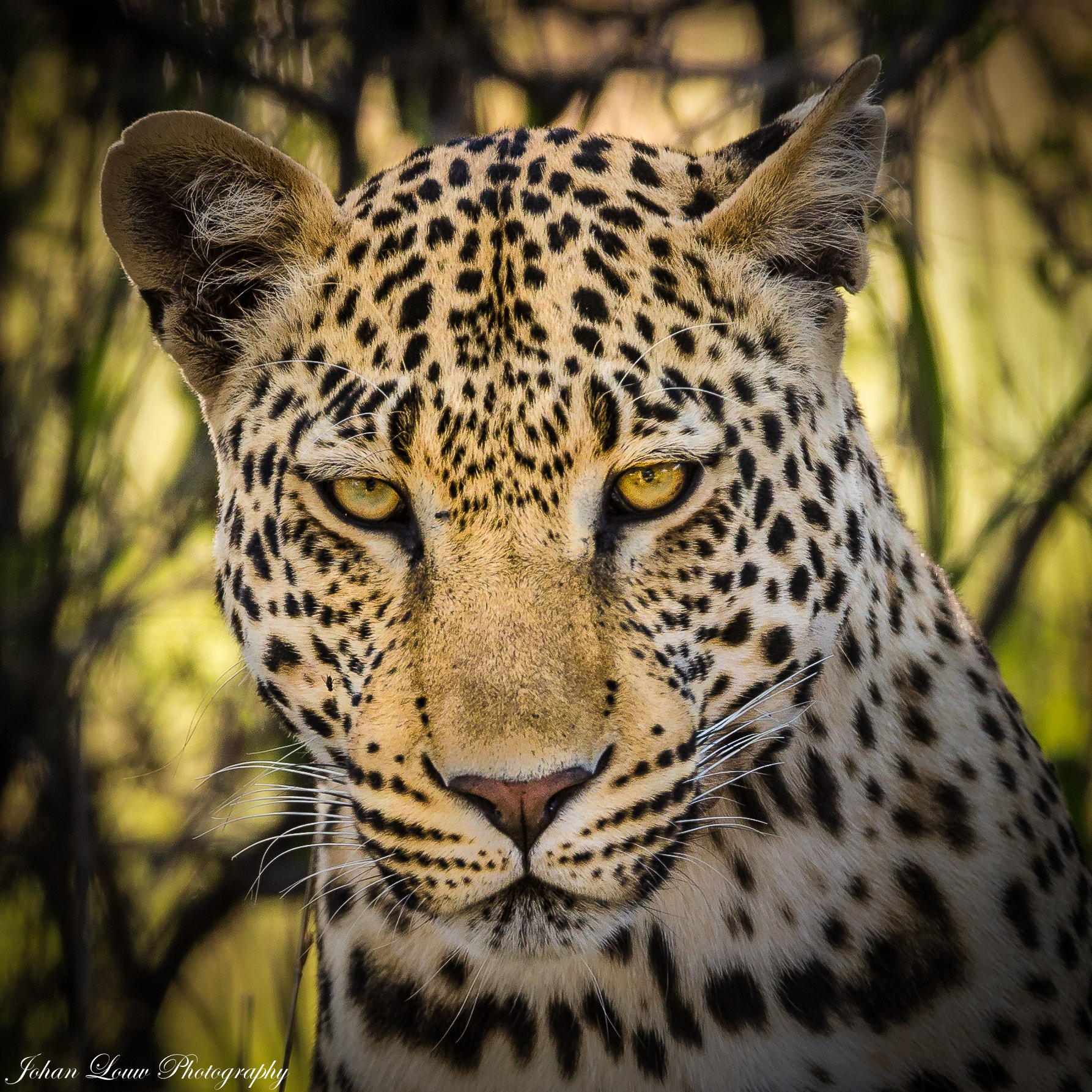 Canon EF 400mm F2.8L IS II USM sample photo. Leopard. photography