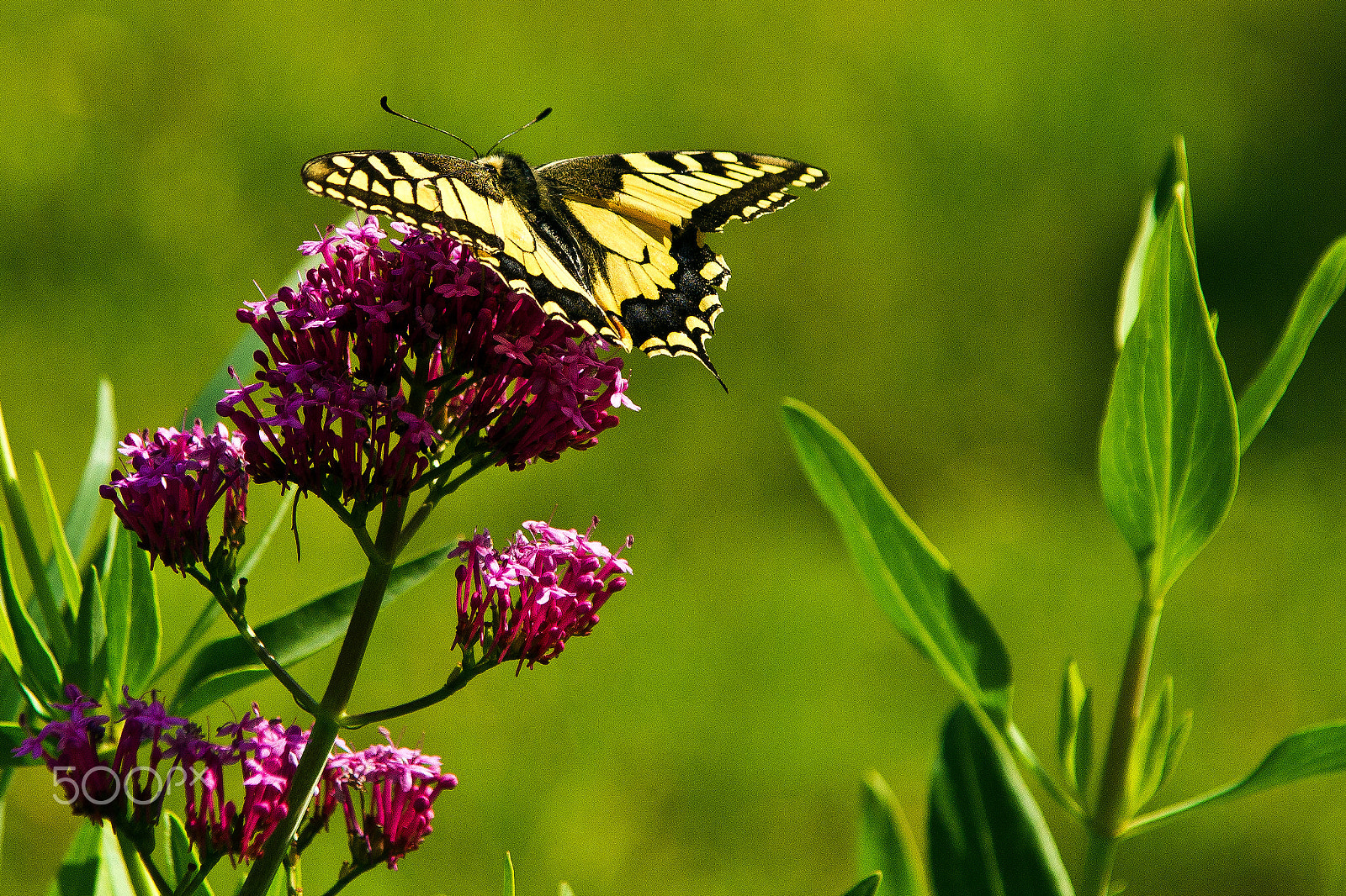 Sony DT 16-105mm F3.5-5.6 sample photo. Butterfly photography