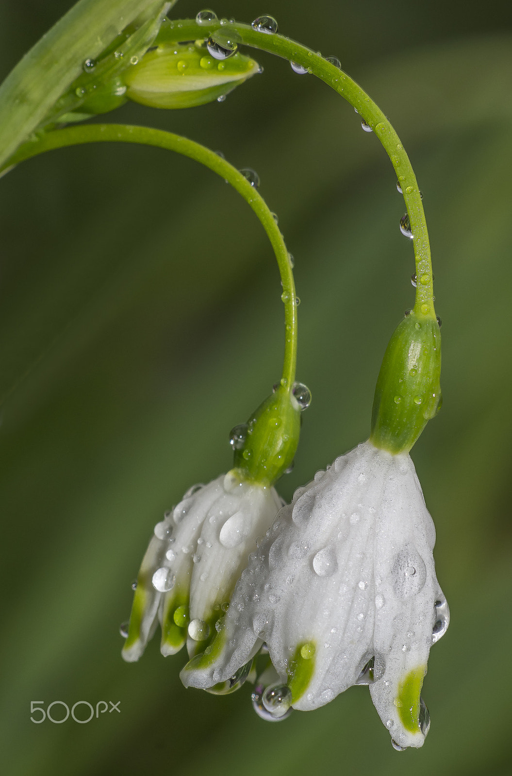 Sony SLT-A57 sample photo. Water on a leaf flower photography