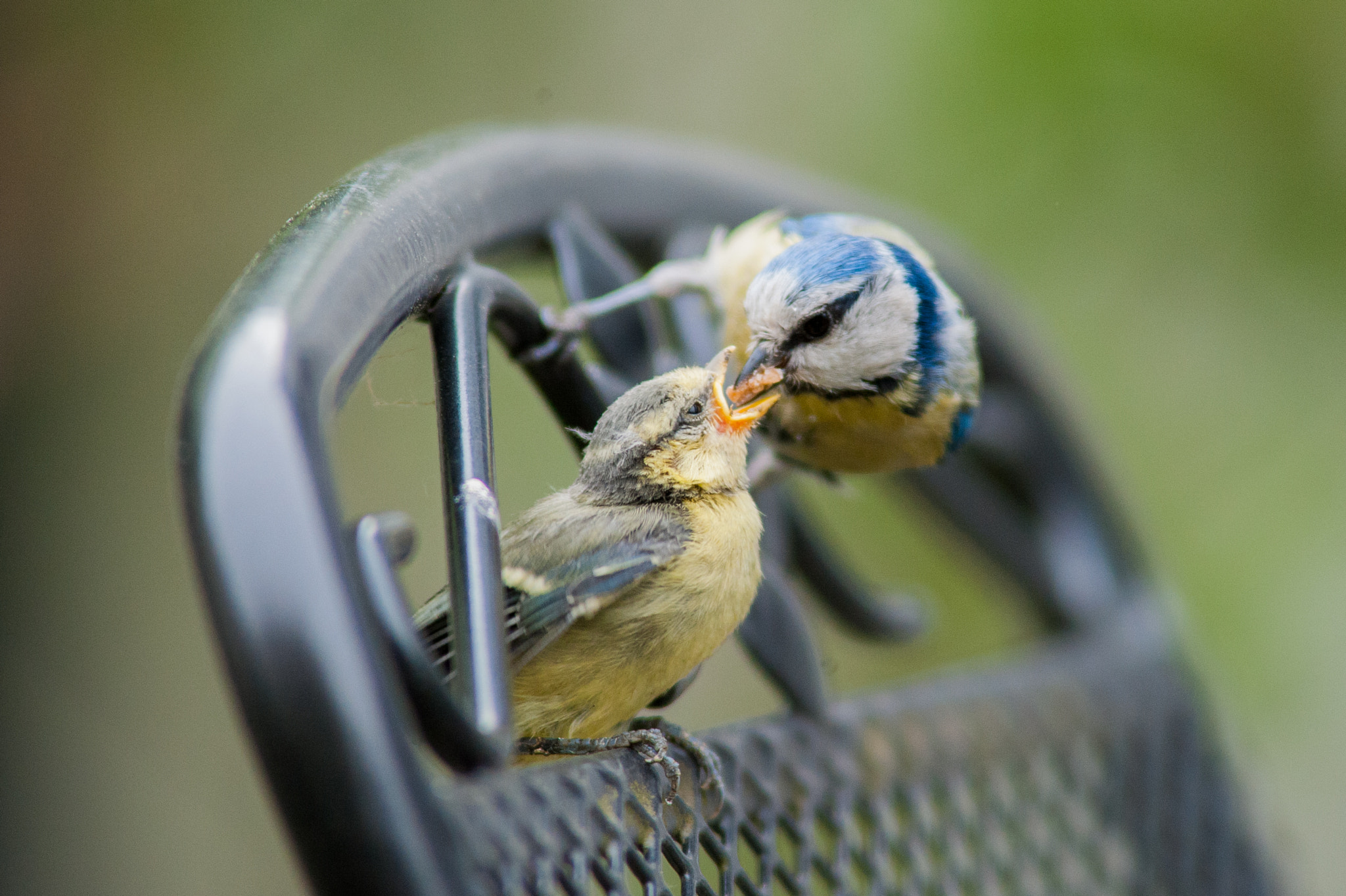 Nikon AF-S Nikkor 300mm F2.8G ED VR II sample photo. Feeding time photography