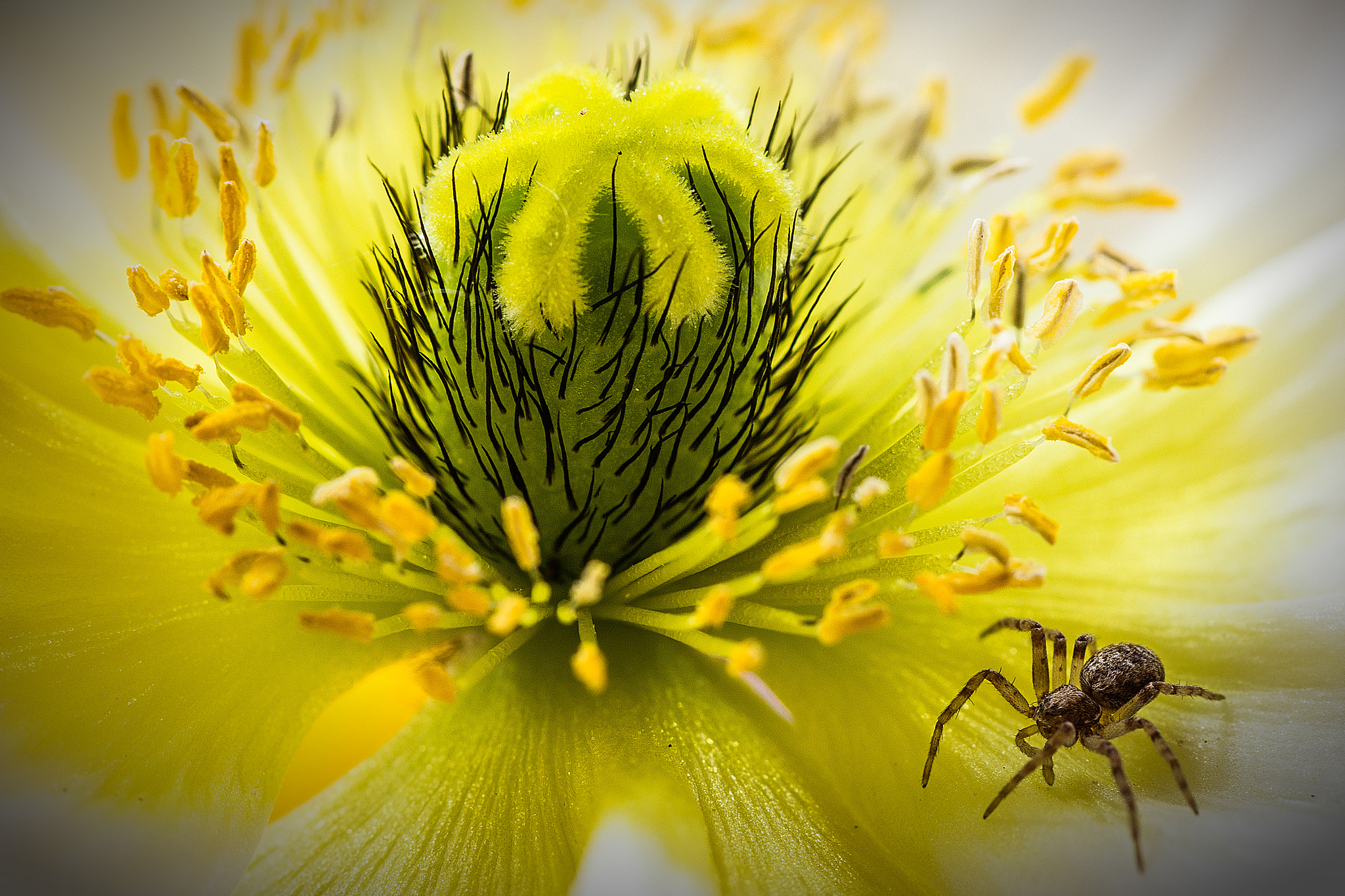 Tamron SP AF 90mm F2.8 Di Macro sample photo. The yellow crown photography