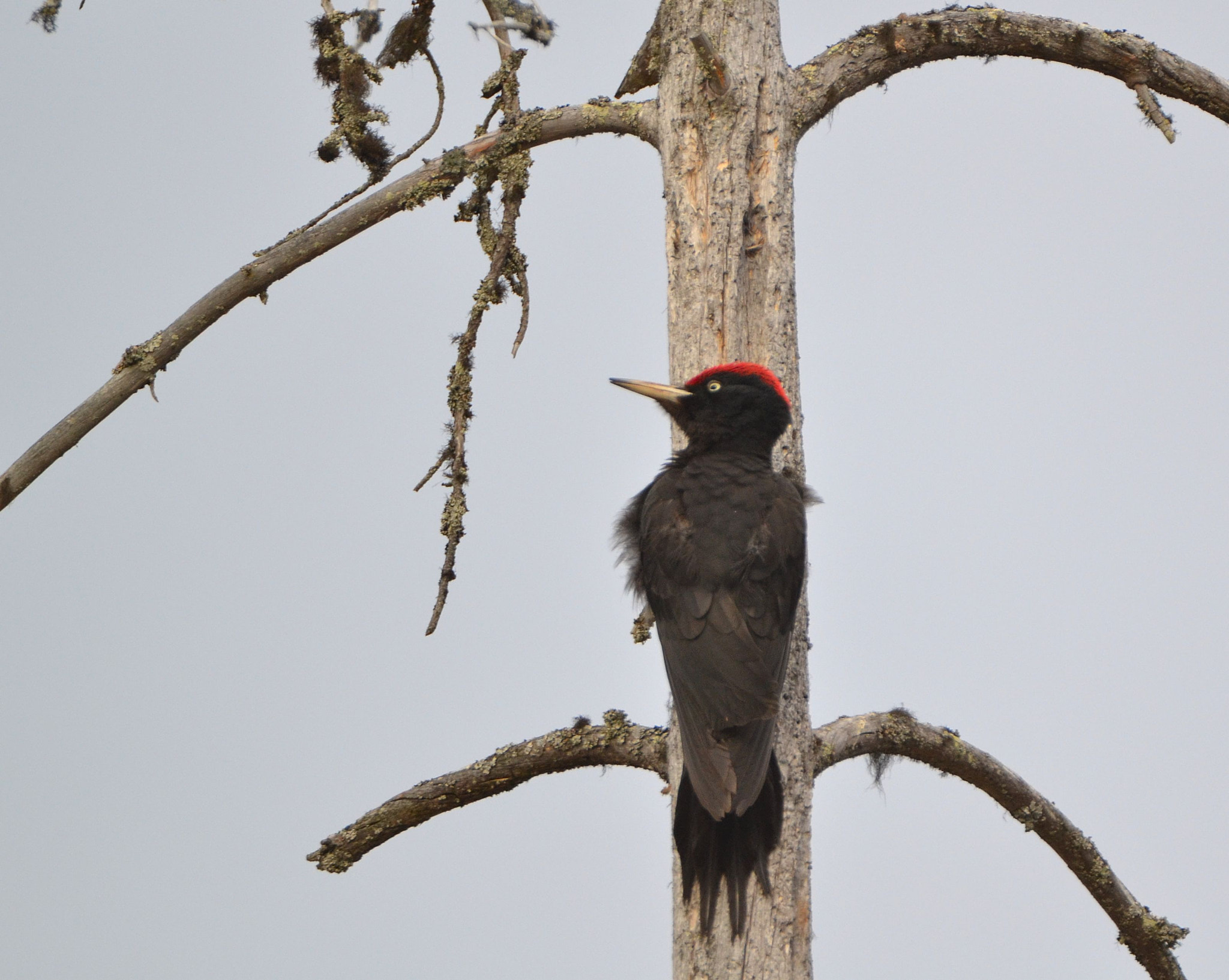Nikon D3100 sample photo. Black woodpecker photography