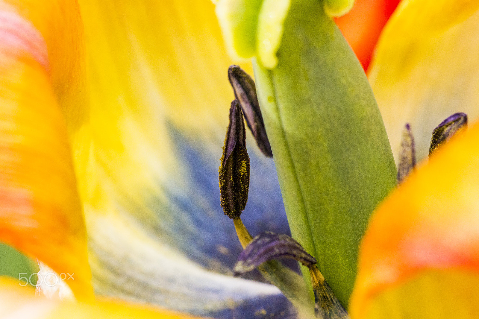 Sigma 150mm f/2.8 EX DG OS HSM APO Macro sample photo. Colors photography