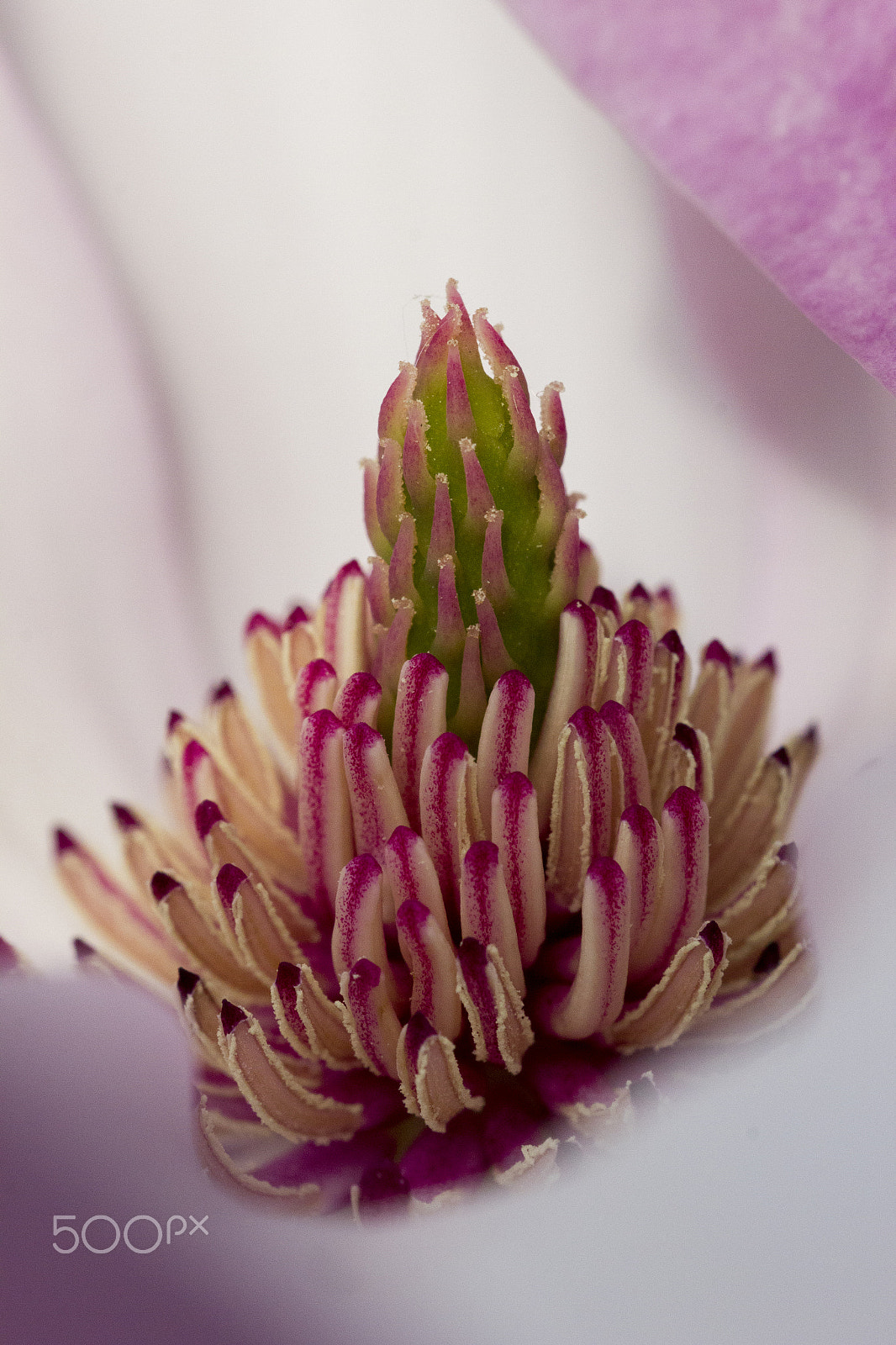 Sigma 150mm f/2.8 EX DG OS HSM APO Macro sample photo. Life photography