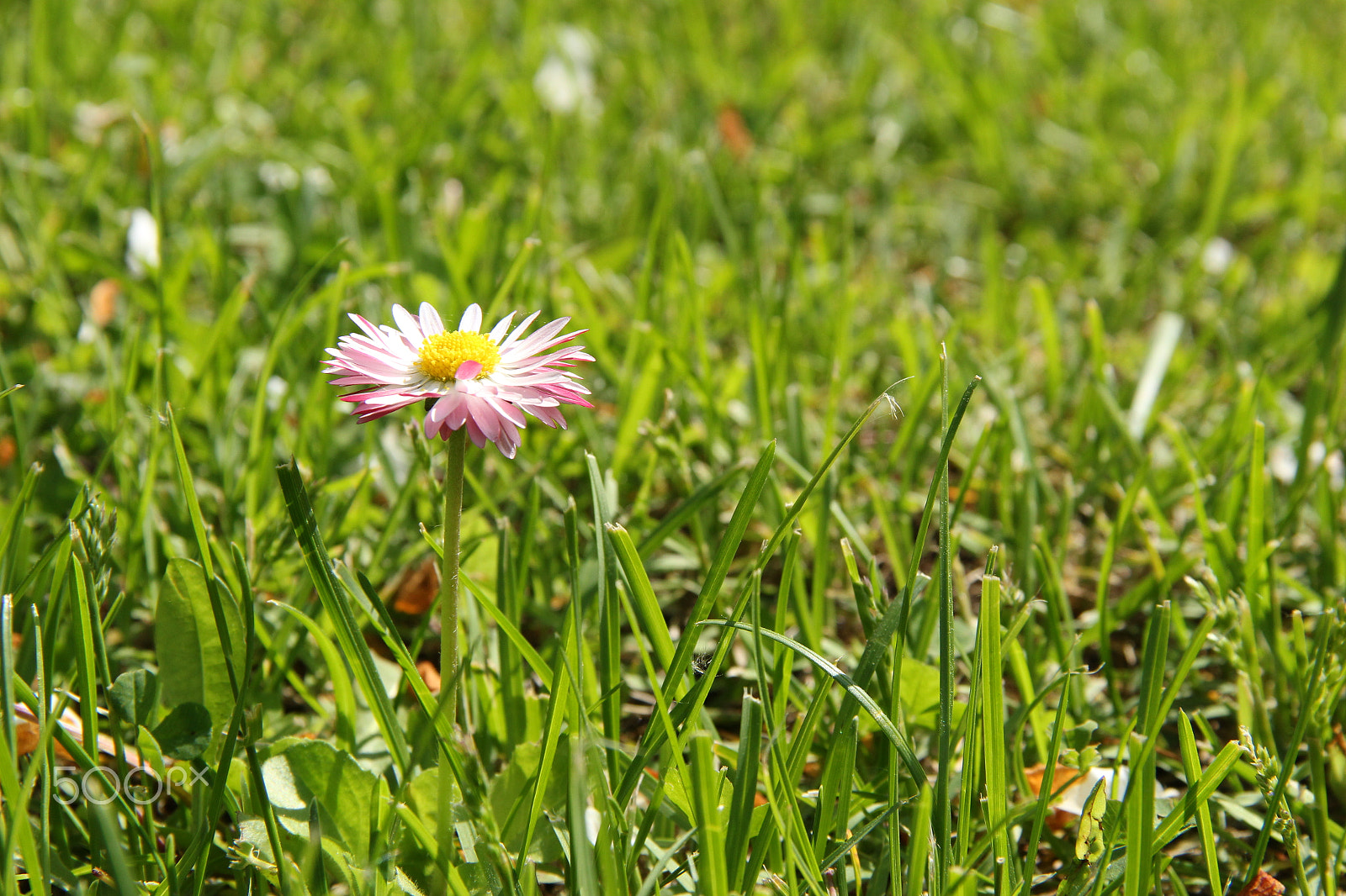 Canon EF-S 18-135mm F3.5-5.6 IS sample photo. Tiny and beautiful photography