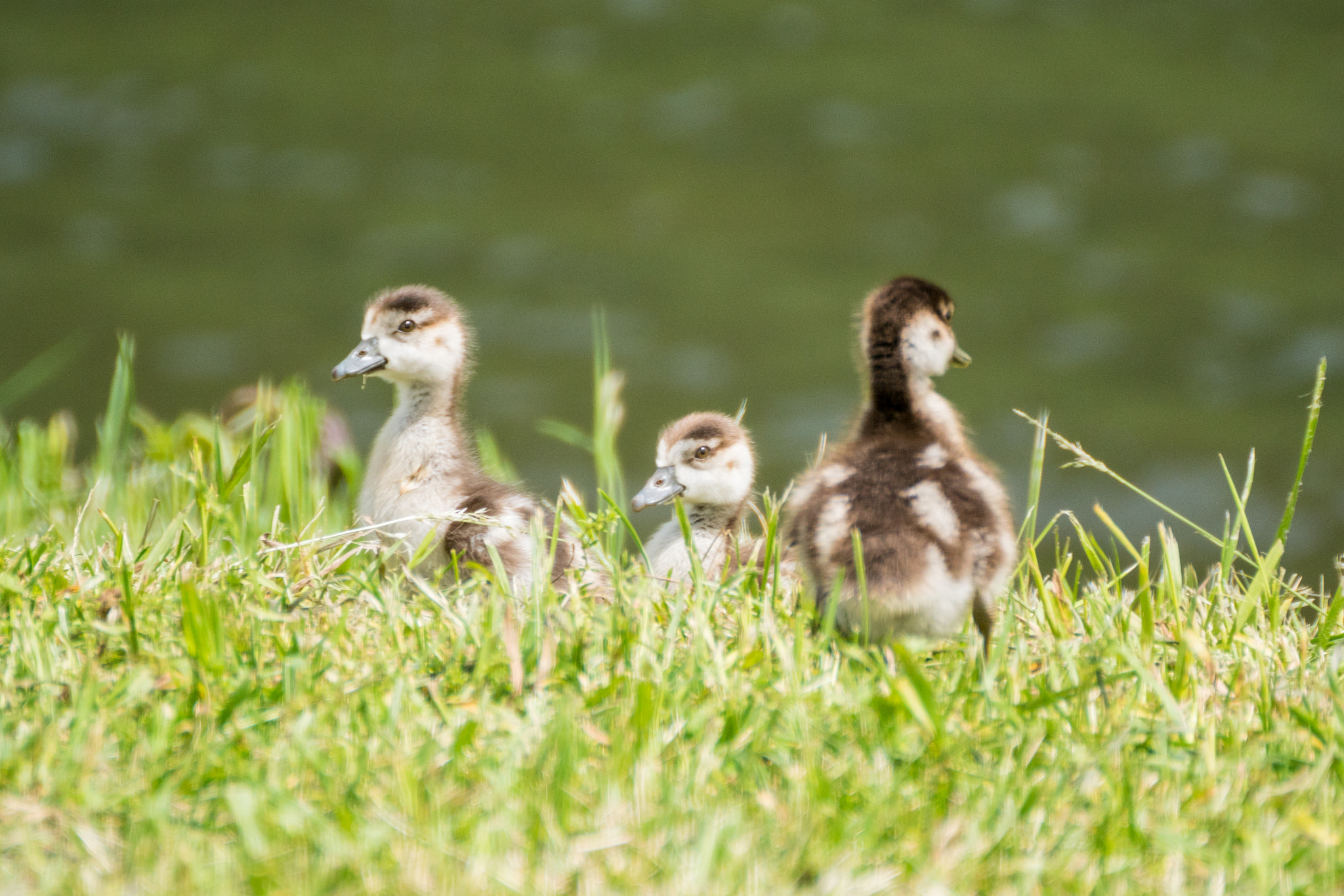 Tamron SP 70-300mm F4-5.6 Di USD sample photo. Entenfamilie löf photography