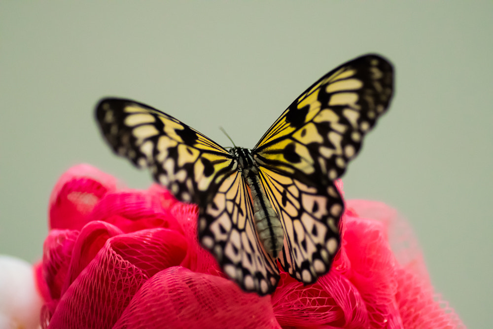 Nikon D5300 + Tamron SP 90mm F2.8 Di VC USD 1:1 Macro sample photo. The butterfly effect photography