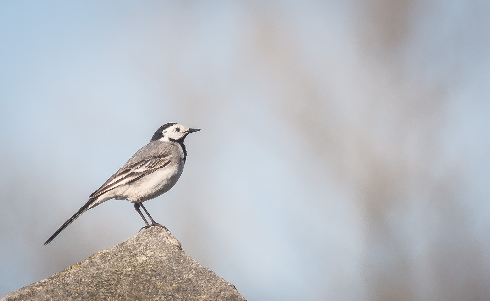 Sigma 150-500mm F5-6.3 DG OS HSM sample photo. Bachstelze (iii) photography
