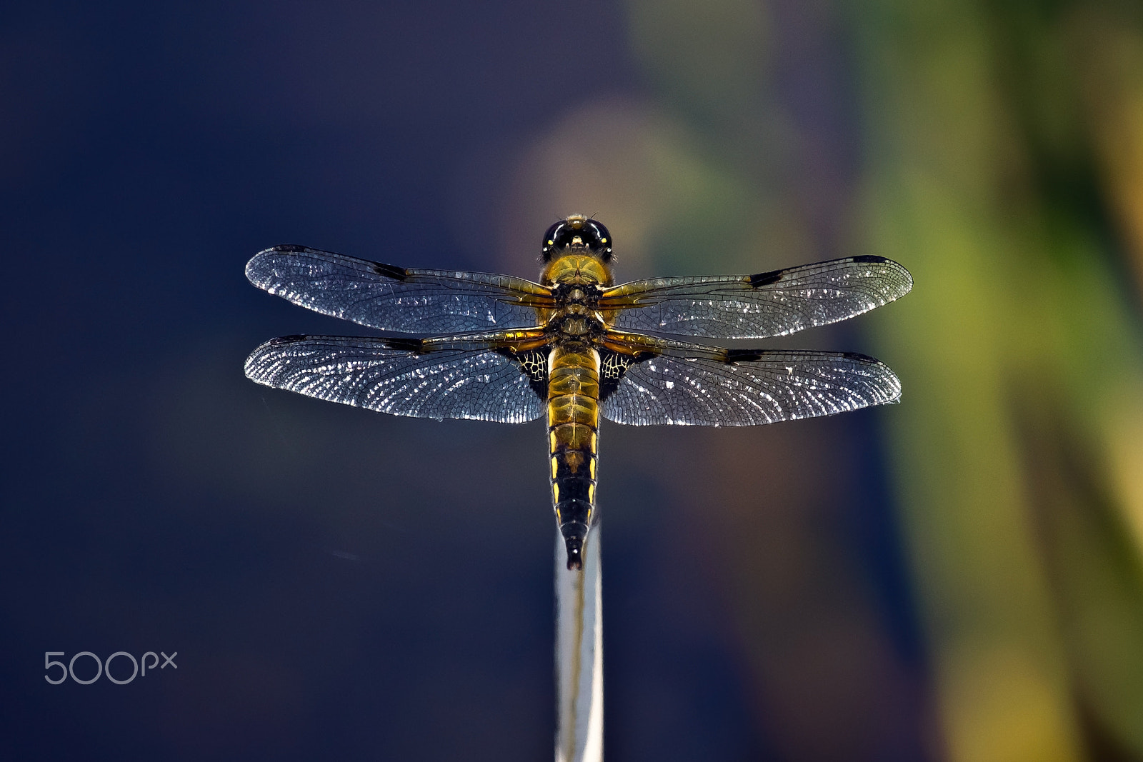 Sony 70-300mm F4.5-5.6 G SSM sample photo. Dragonfly photography