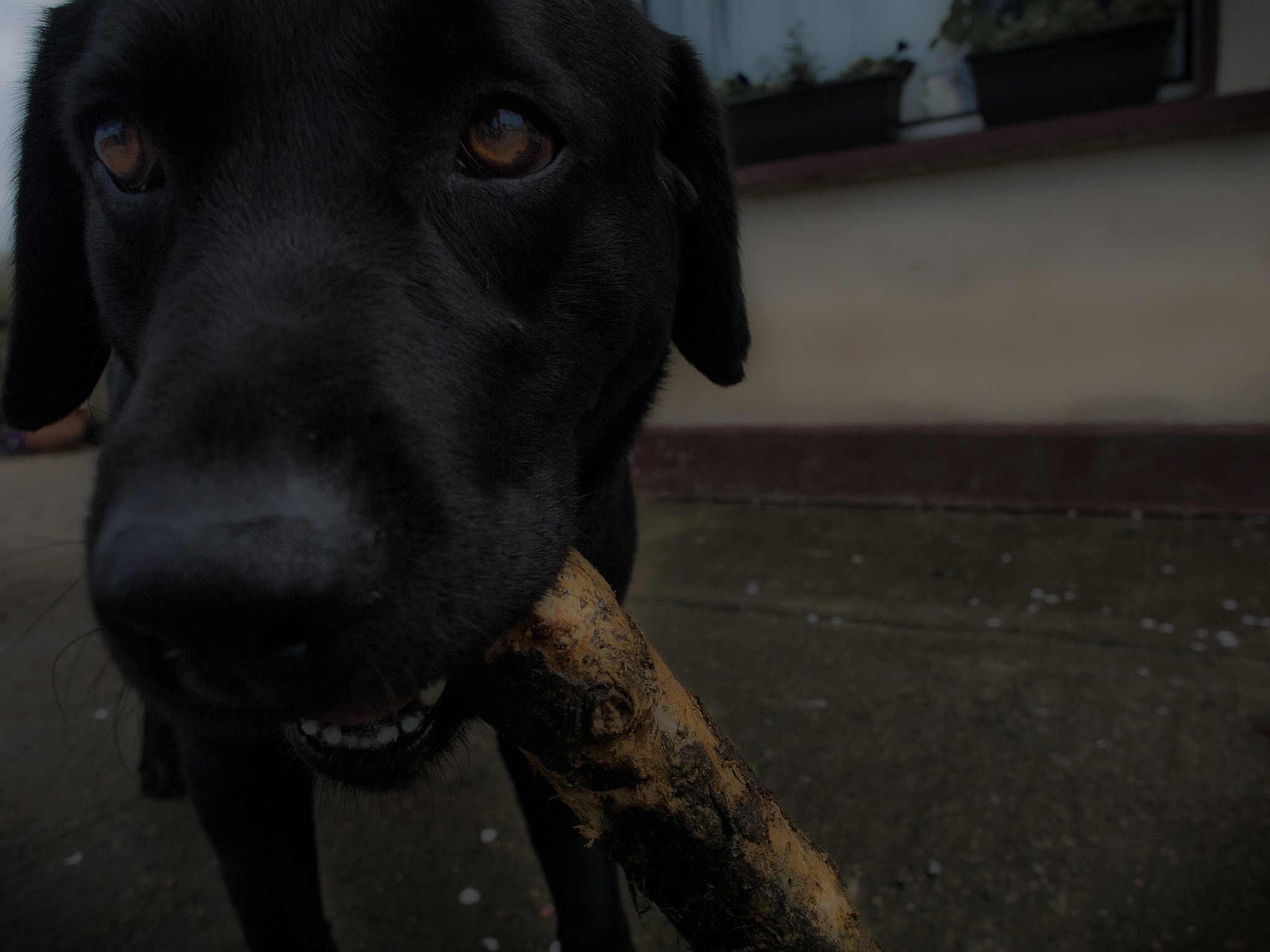 Panasonic Lumix DMC-G2 + OLYMPUS M.12mm F2.0 sample photo. Ellie get ball photography