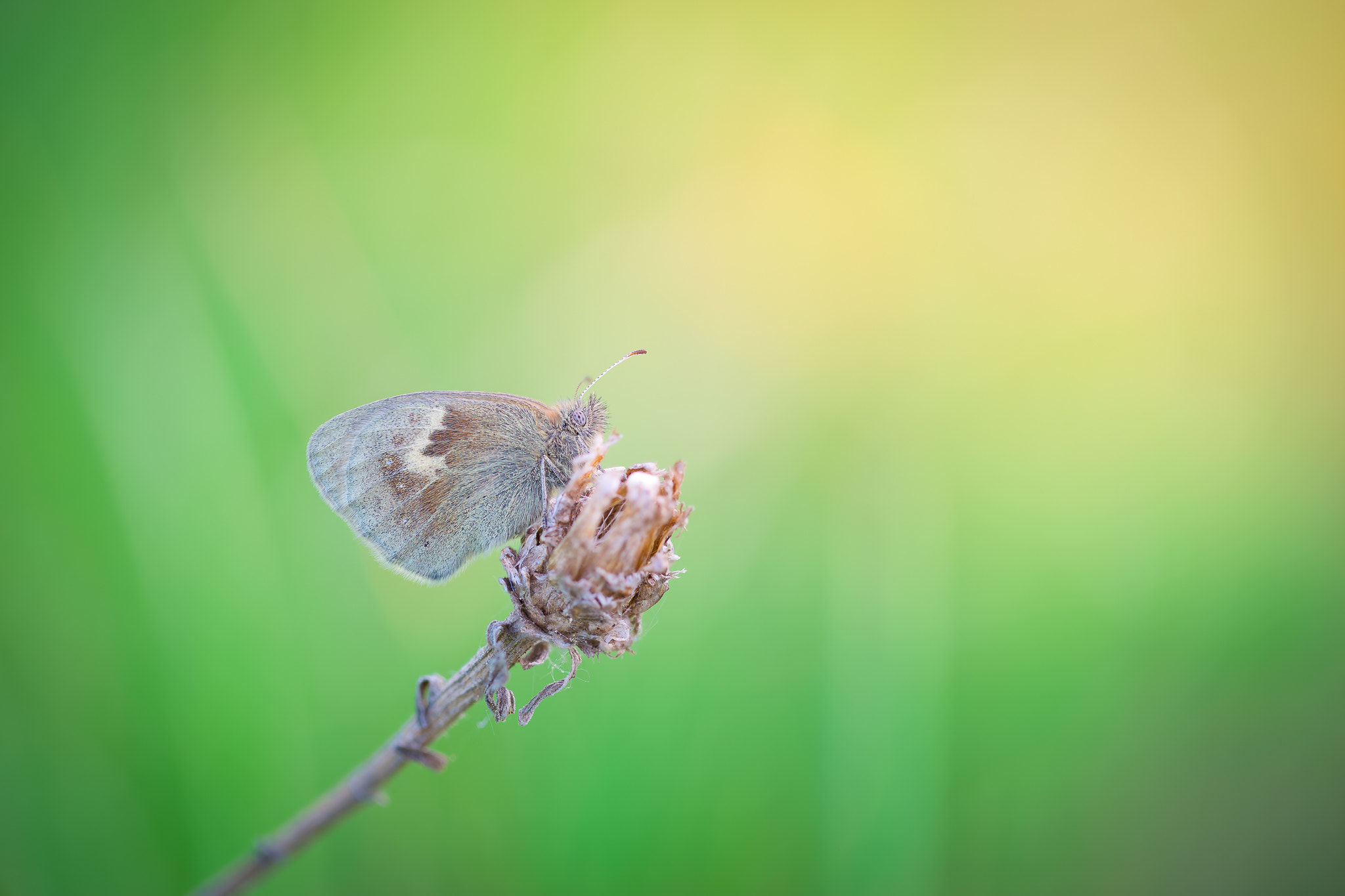100mm F2.8 G SSM OSS sample photo. Mr.brown... photography