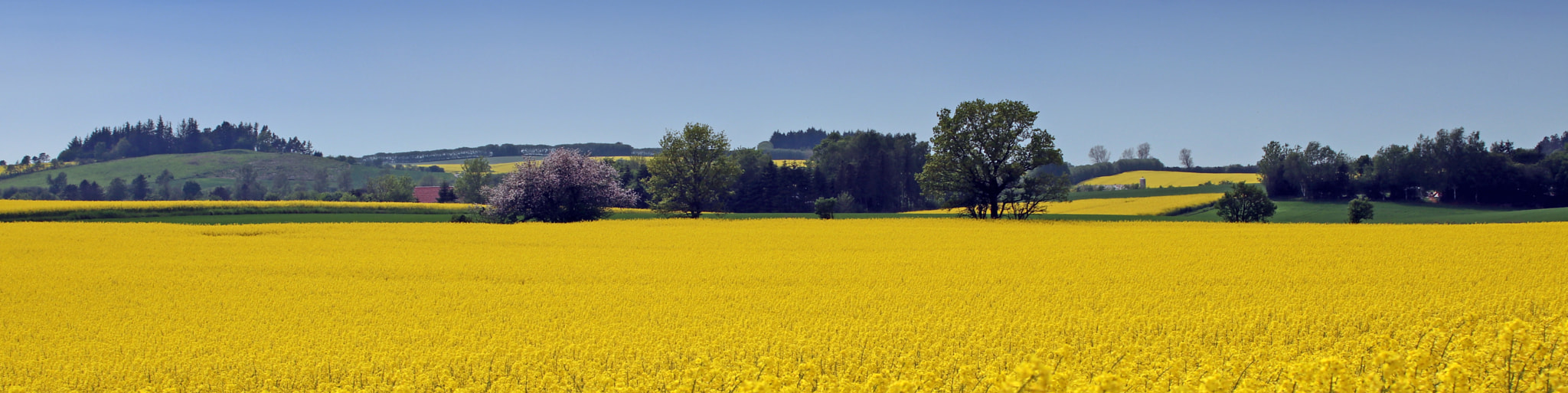Sigma 50mm F1.4 EX DG HSM sample photo. Yellow fields photography