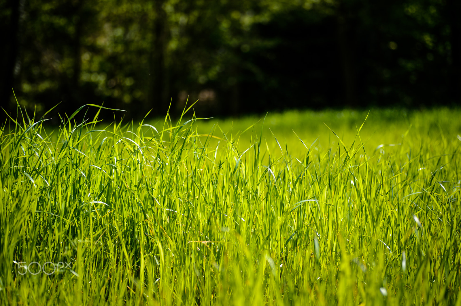 Nikon Df sample photo. I do love grass photography