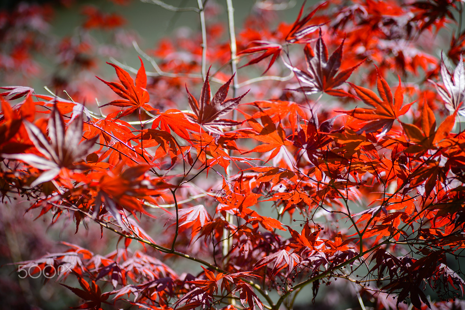 Nikon Df sample photo. Japanese maple at sunset photography