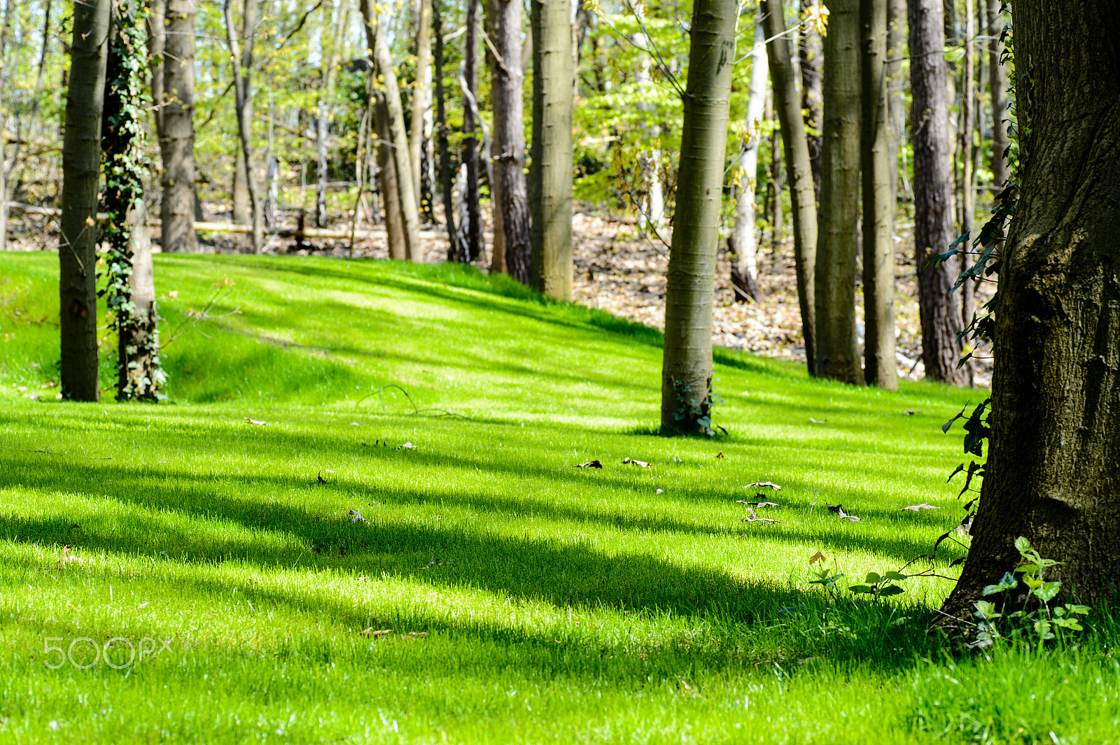 Nikon Df sample photo. Nice lawn photography