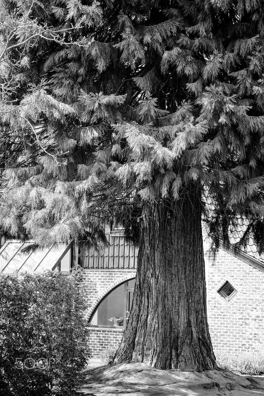 Nikon Df sample photo. A sequoia in a neighbours garden! photography