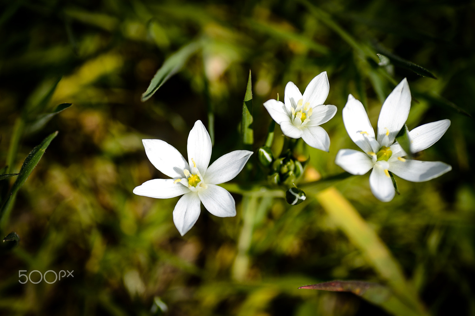 Nikon Df sample photo. More anemones in the garden photography