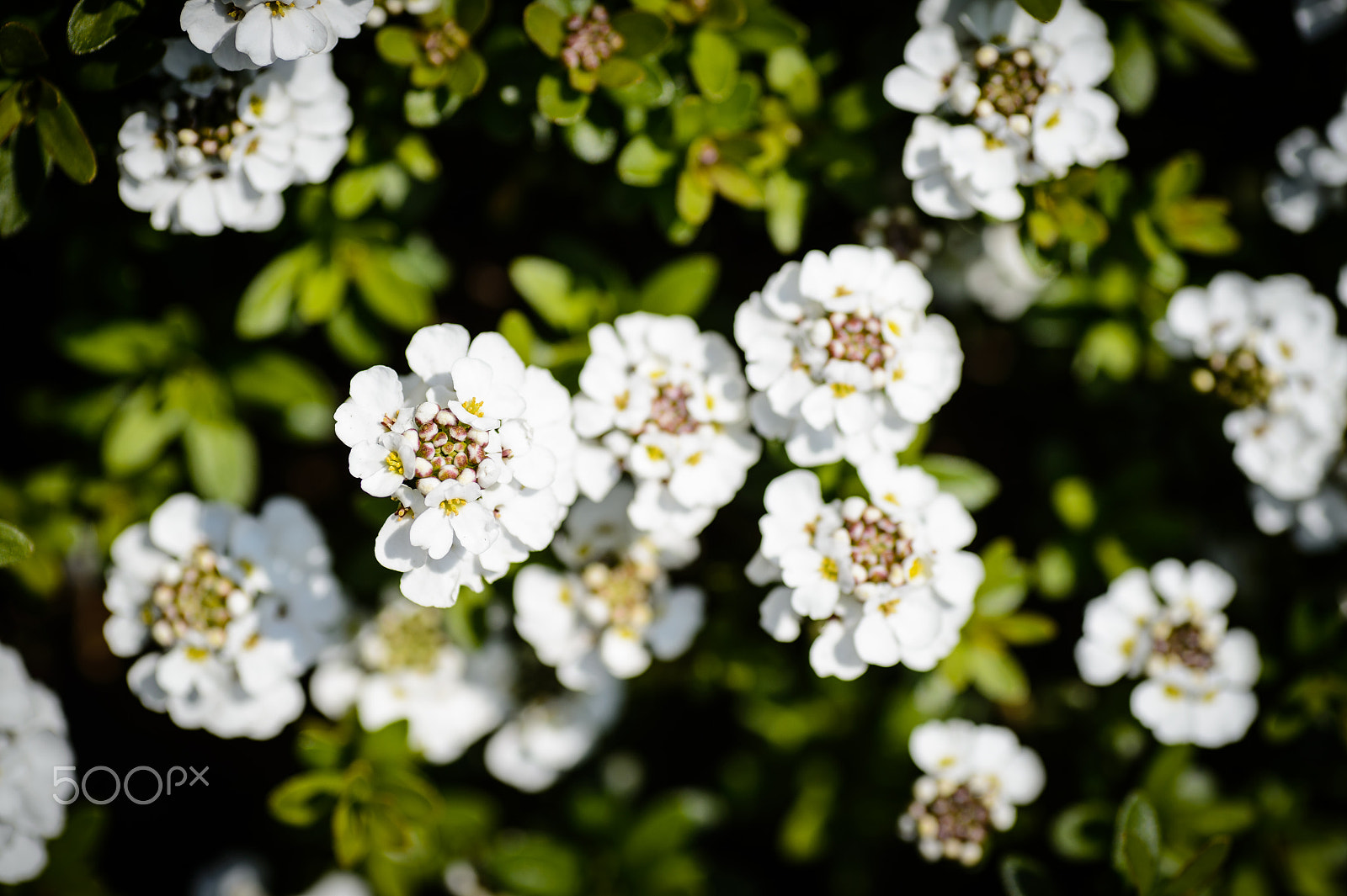 Nikon Df sample photo. Spring flowers photography
