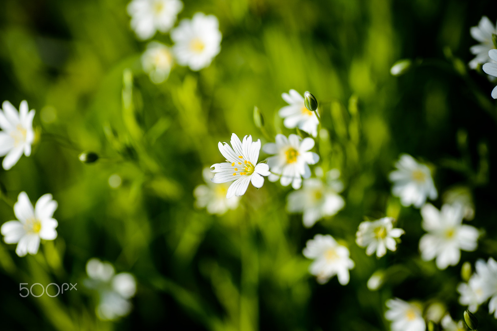 Nikon Df sample photo. Pretty in white photography