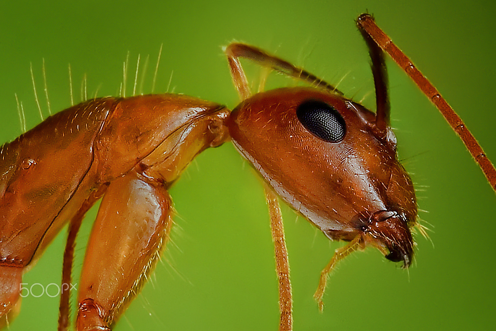 FSA-L2, EDG 65, 800mm F13 G sample photo. Red ant photography
