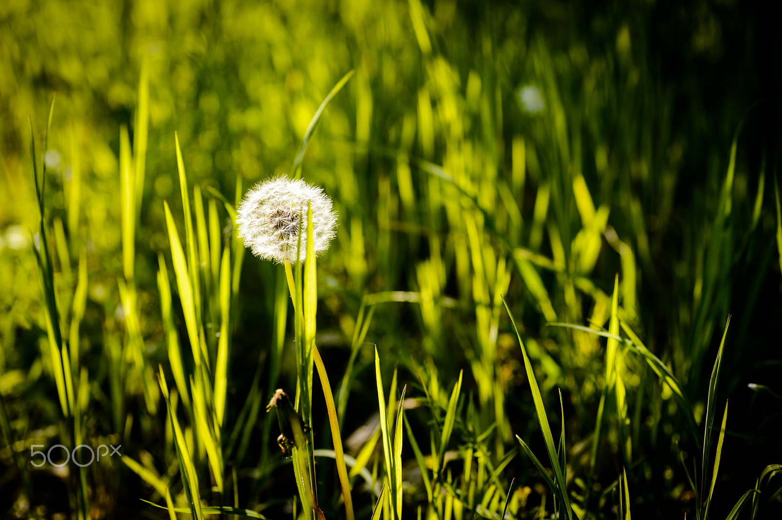 Nikon Df sample photo. Ready to pop in the sun photography