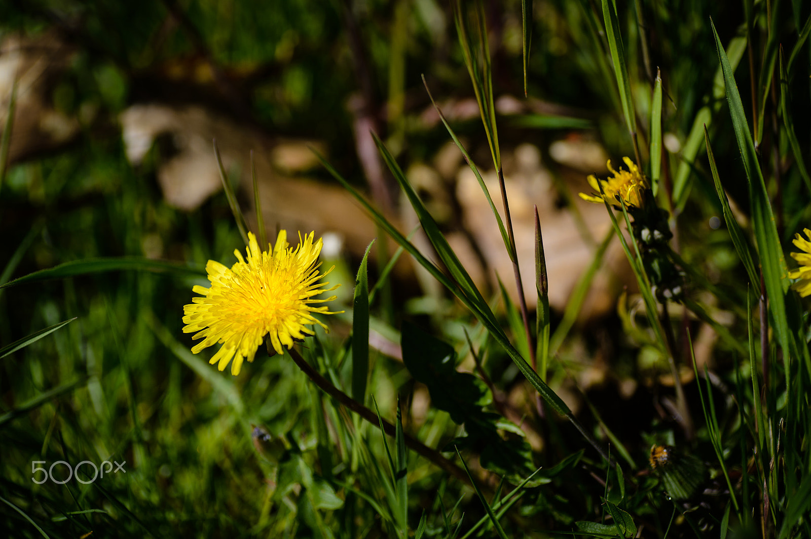 Nikon Df sample photo. Dandelion amongst old leaves photography