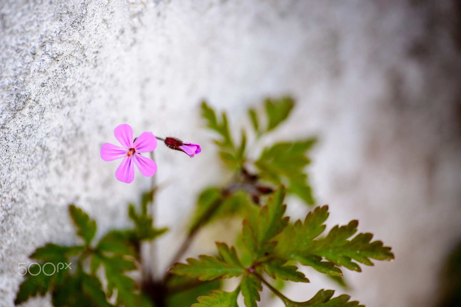 Nikon Df sample photo. Dainty flowers against the wall photography