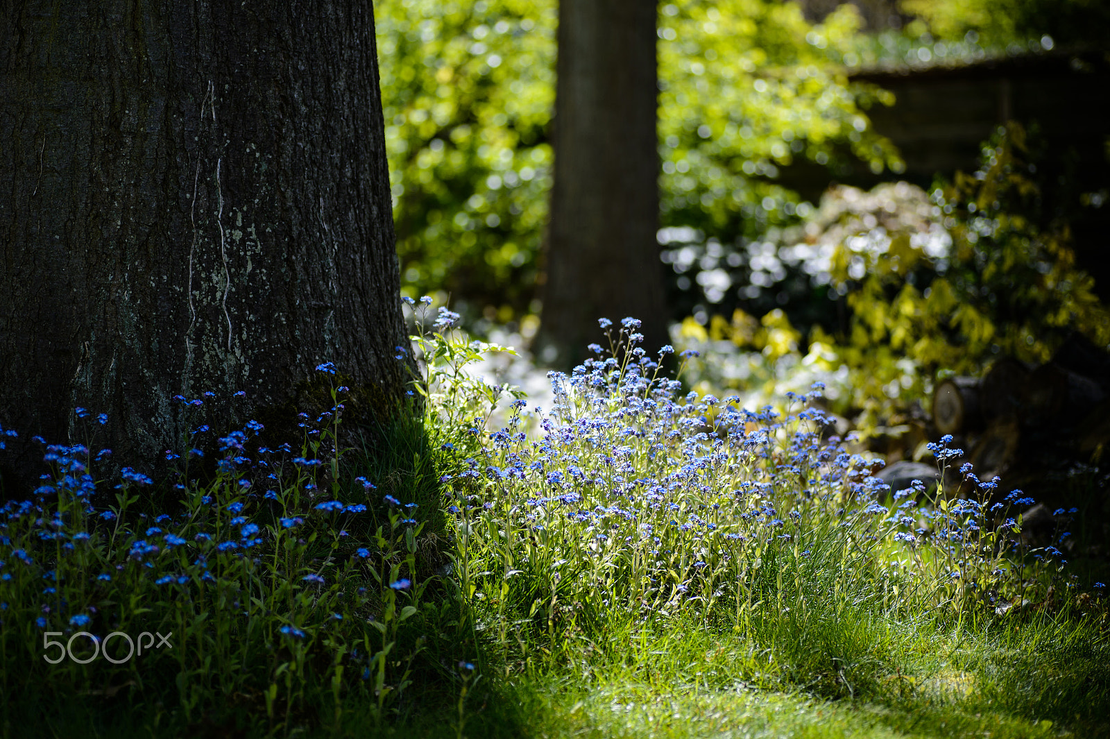 Nikon Df sample photo. The oak keeps good company photography