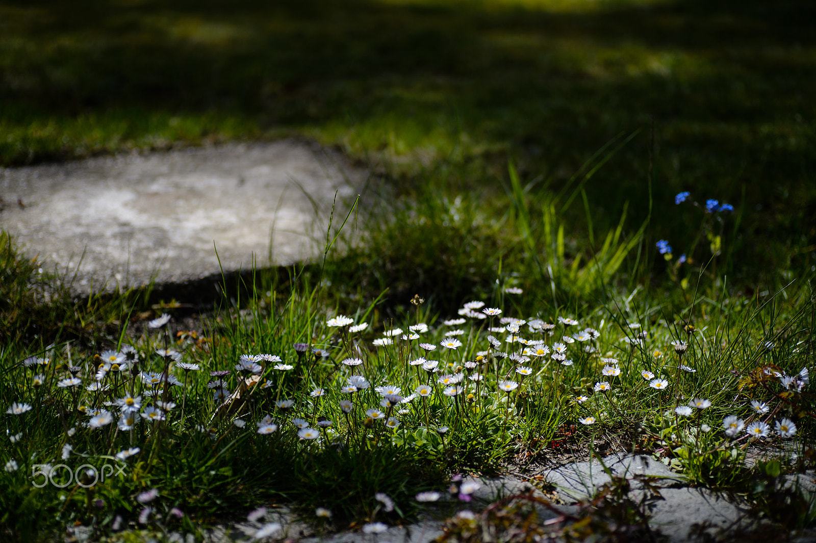 Nikon Df sample photo. Those daisies keep coming back photography
