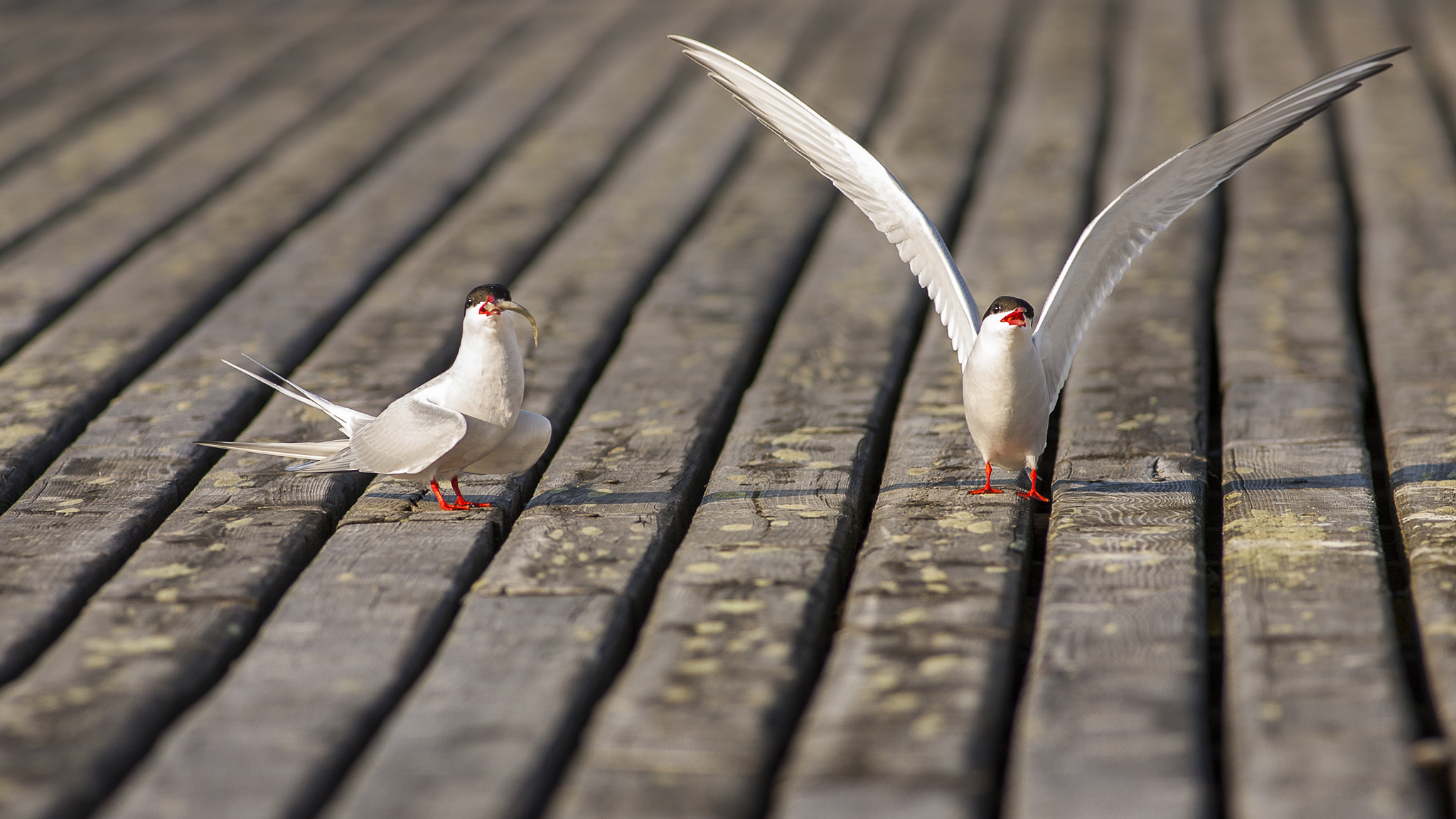 Canon EOS-1D Mark II + Canon EF 400mm F5.6L USM sample photo. Arctic tern's photography