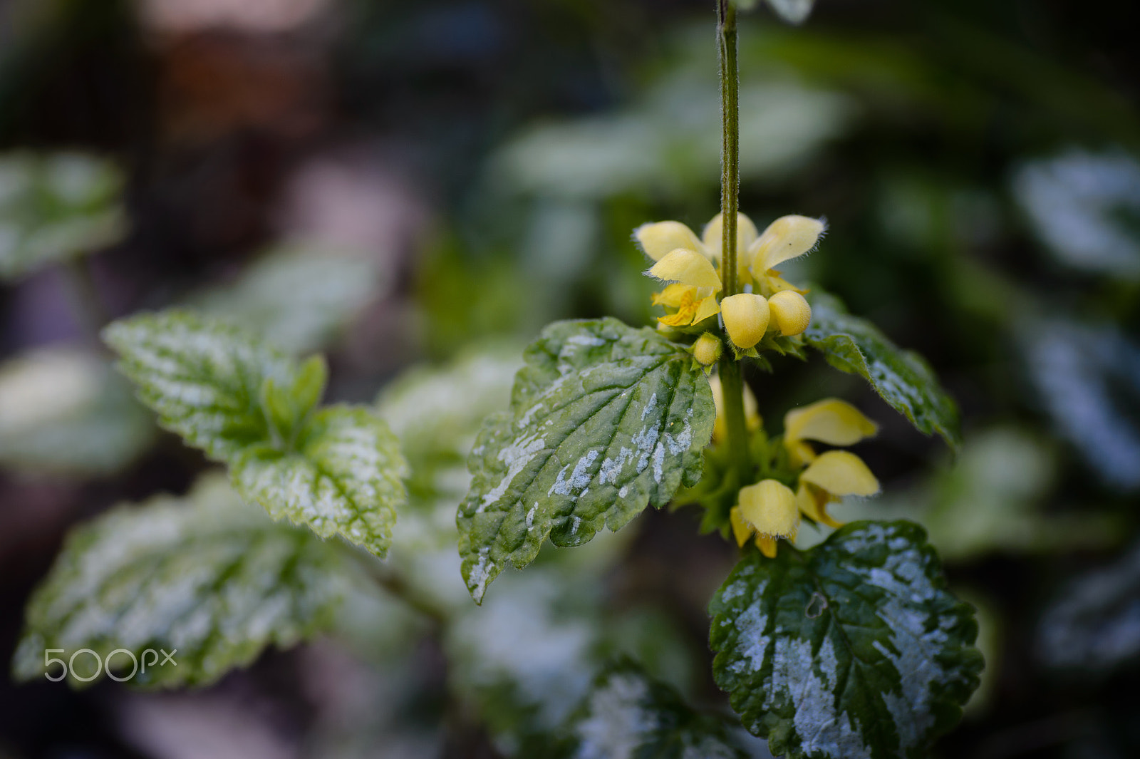 Nikon Df sample photo. Yellow archangel in the garden photography