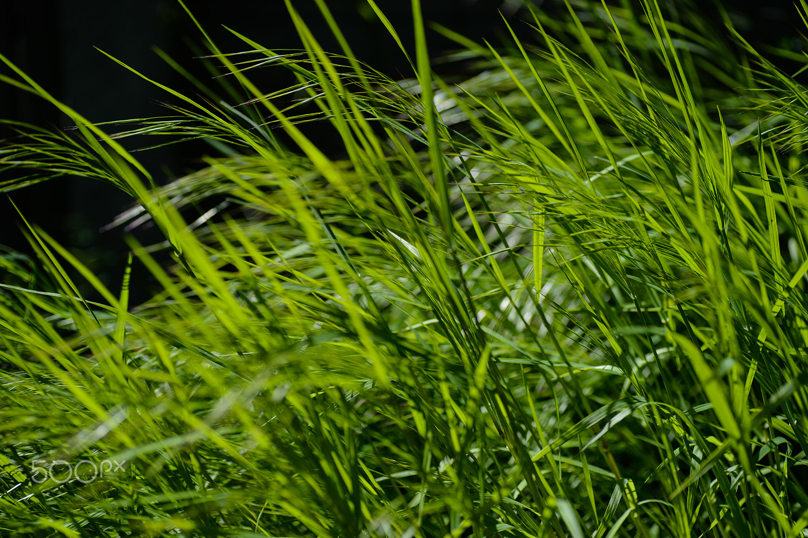 Nikon Df + Tamron SP 90mm F2.8 Di VC USD 1:1 Macro sample photo. Grass in the wind photography