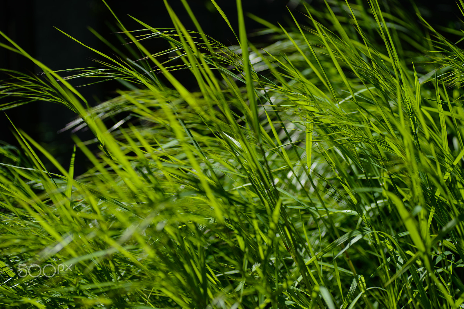 Nikon Df sample photo. Grass in the wind photography