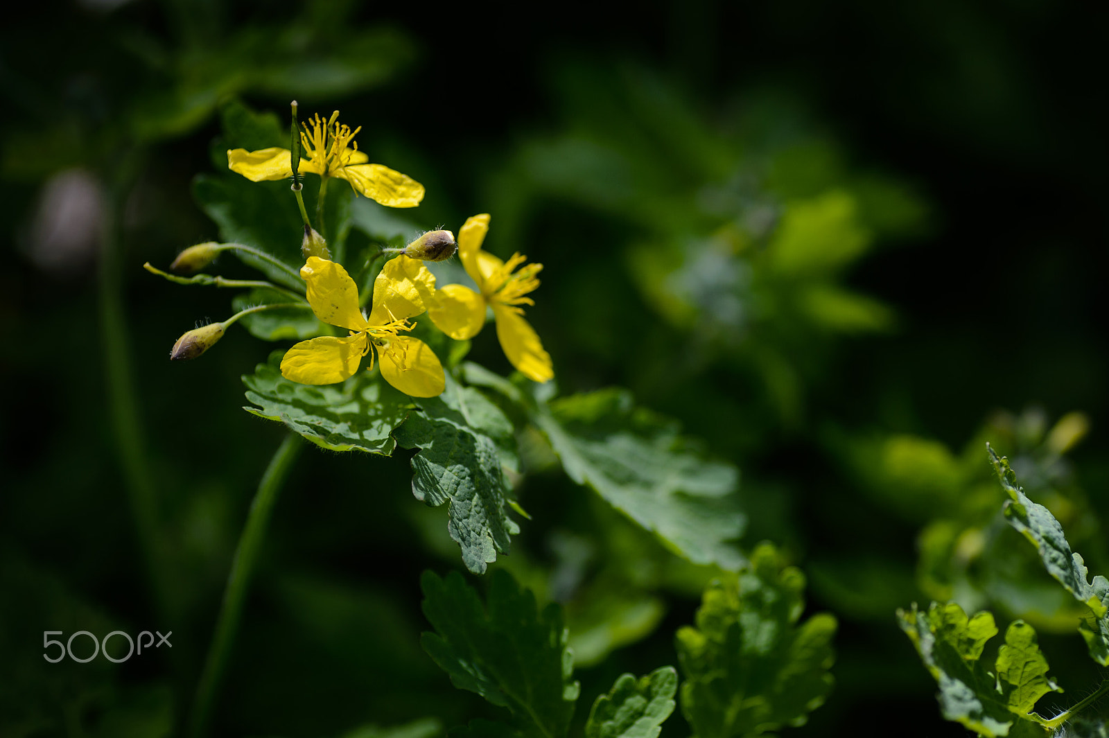 Nikon Df sample photo. More rapeseed photography