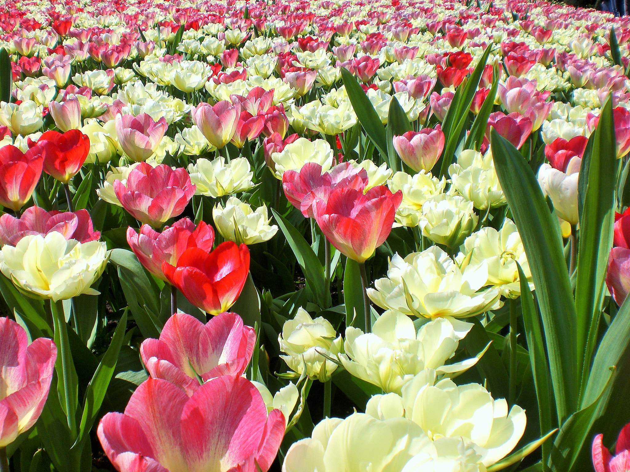 CASIO EX-Z75 sample photo. Blumenausstellung keukenhof photography