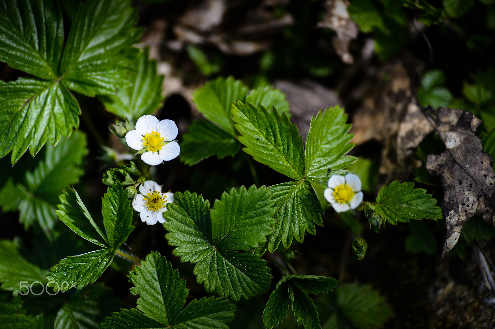 Nikon Df sample photo. Wild strawberries soon photography