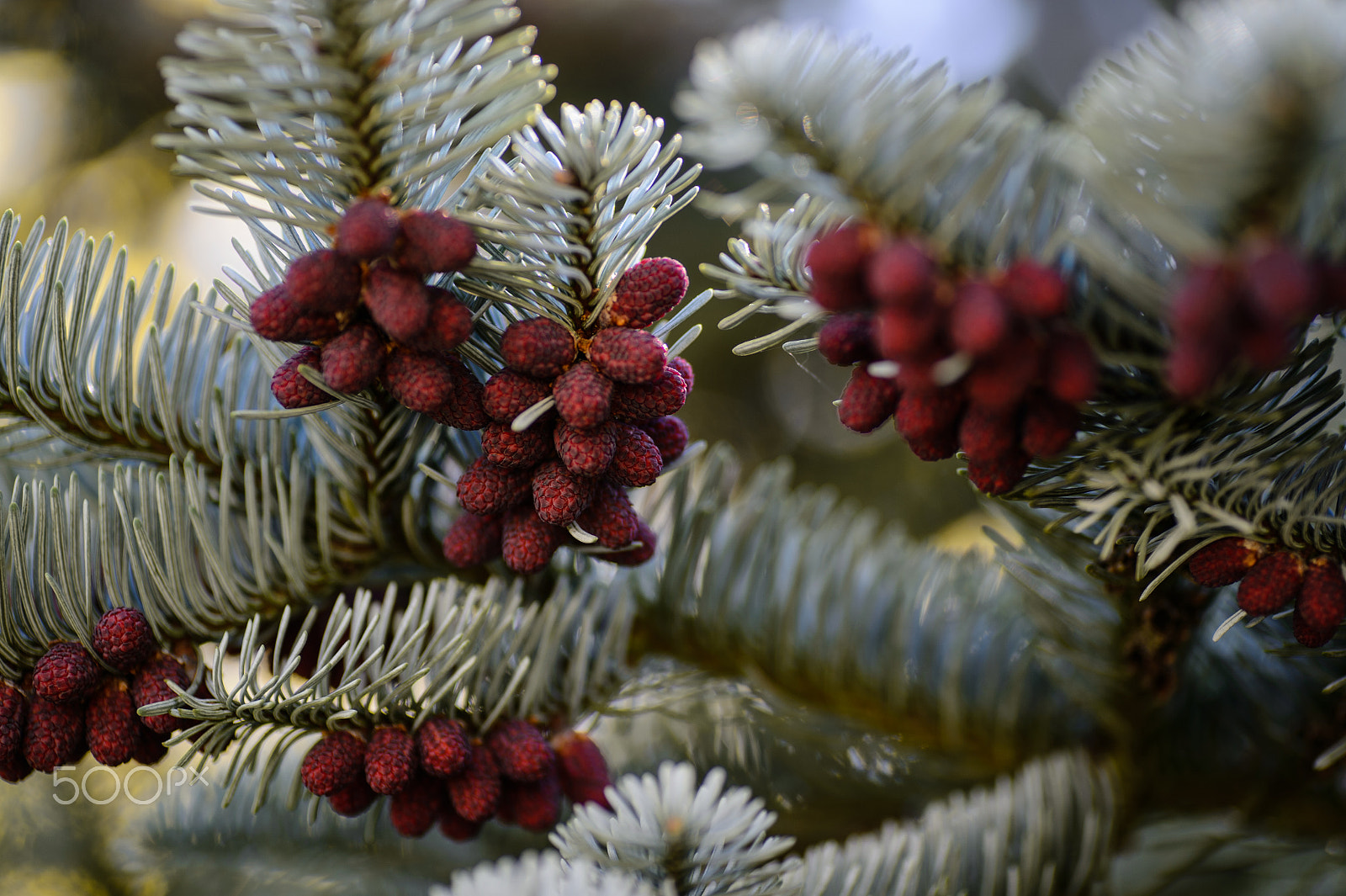 Nikon Df sample photo. Blue pine blooming photography