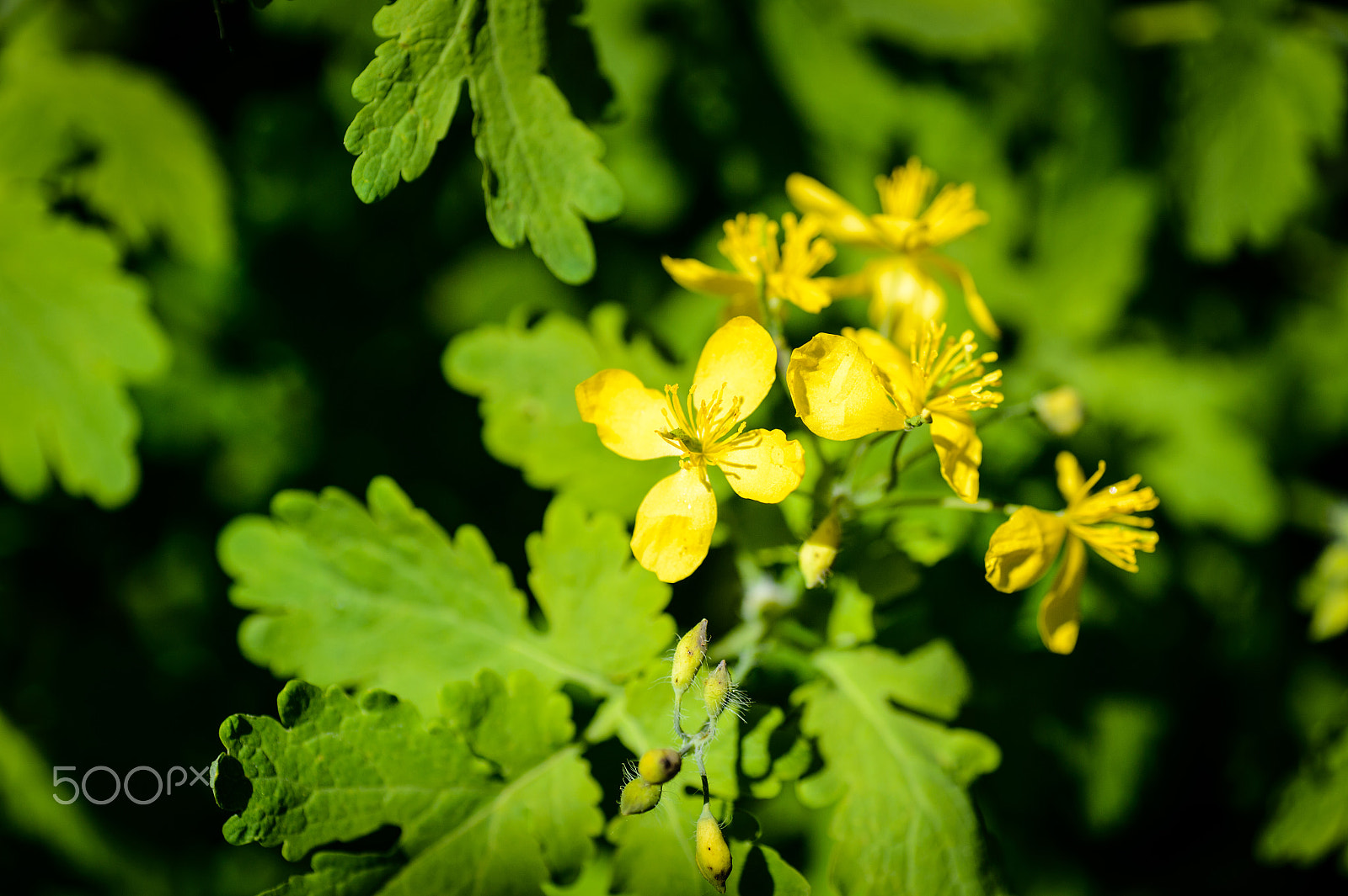 Nikon Df sample photo. Rapeseed invading our garden photography