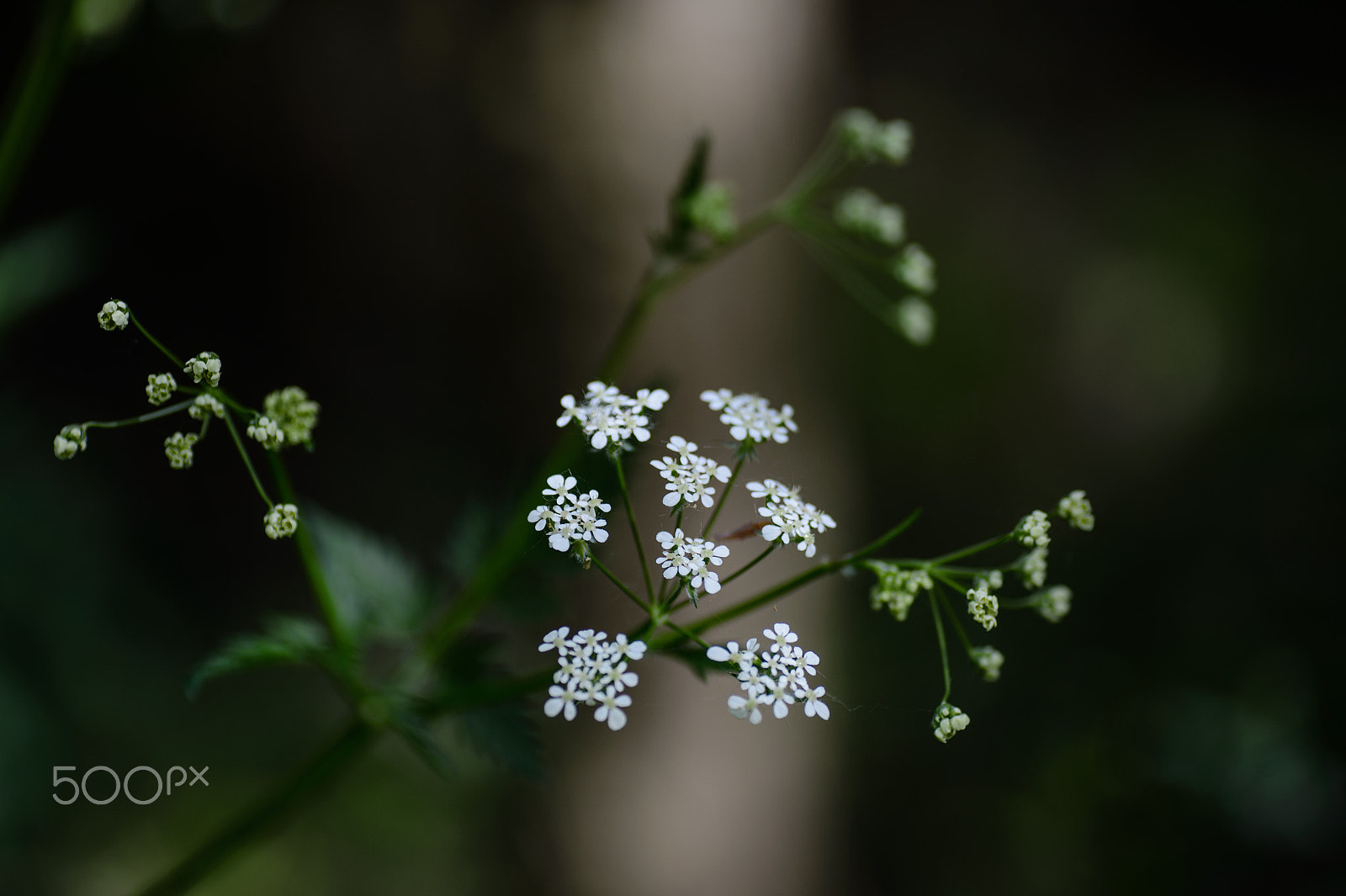 Nikon Df + Tamron SP 90mm F2.8 Di VC USD 1:1 Macro sample photo. Contrast in the forest photography