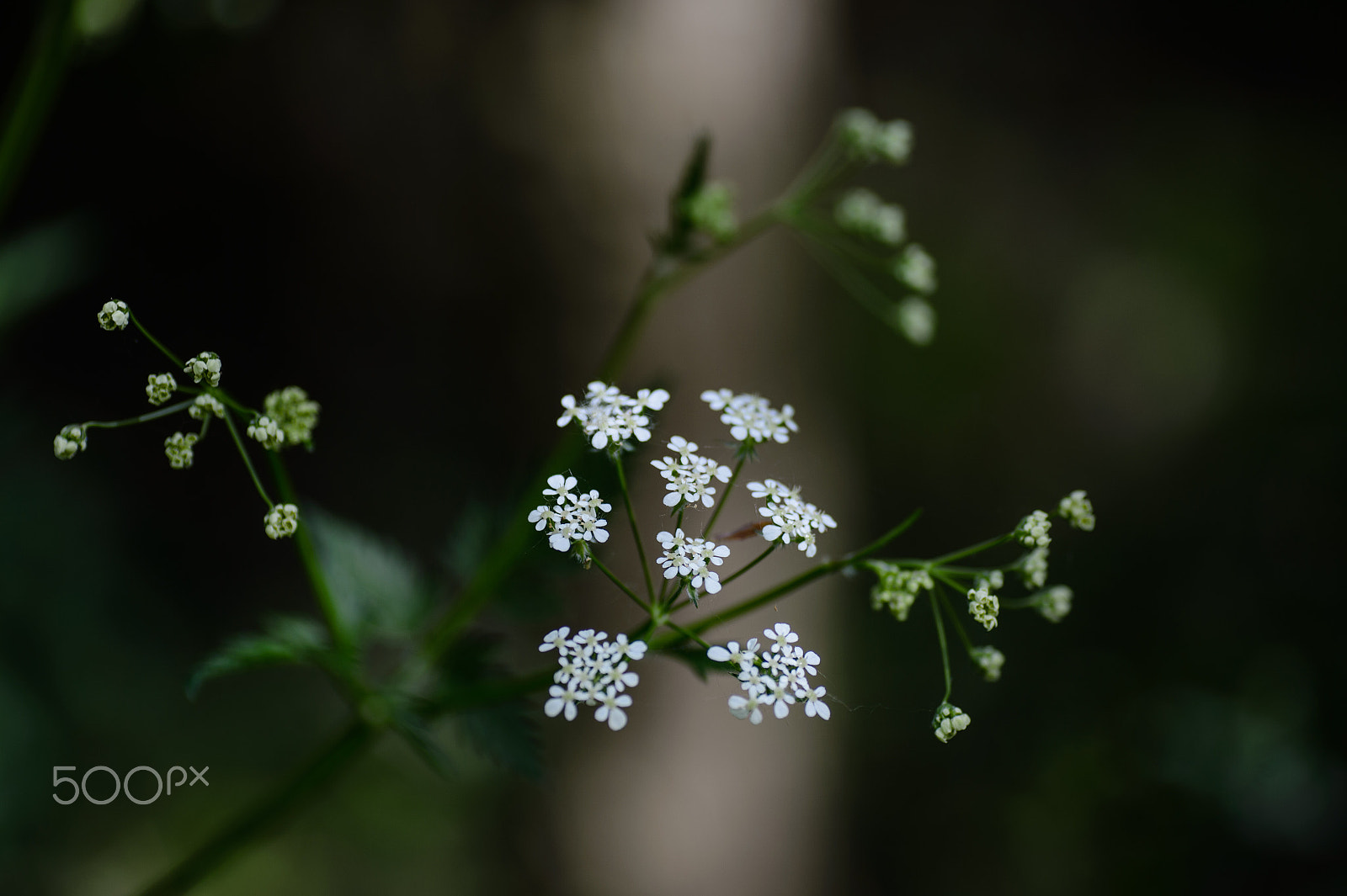 Nikon Df sample photo. Contrast in the forest photography