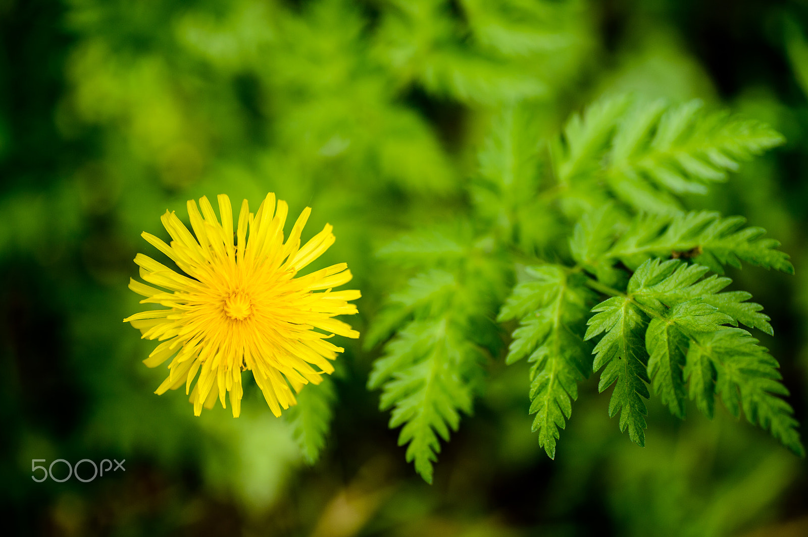 Nikon Df sample photo. Dandelions and pretty leaves photography