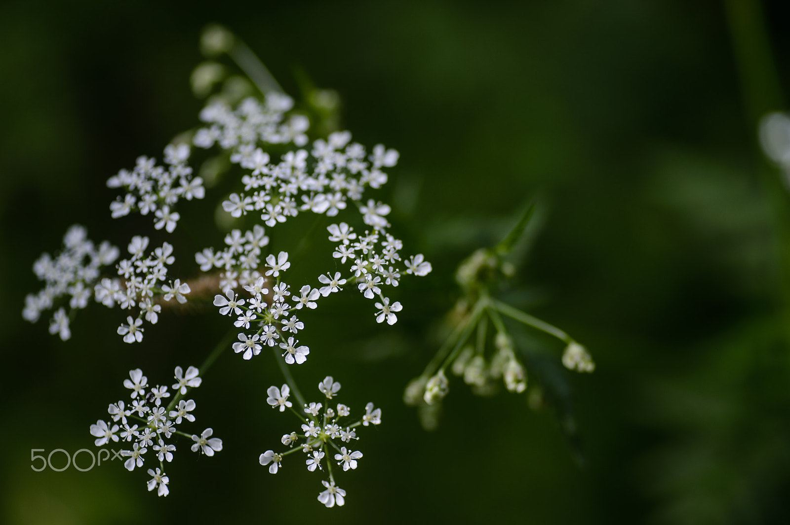 Nikon Df sample photo. Elder photography