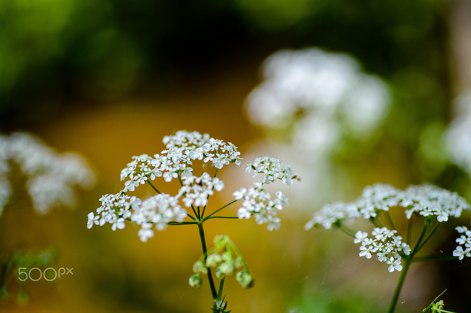 Nikon Df sample photo. Some call them weeds photography