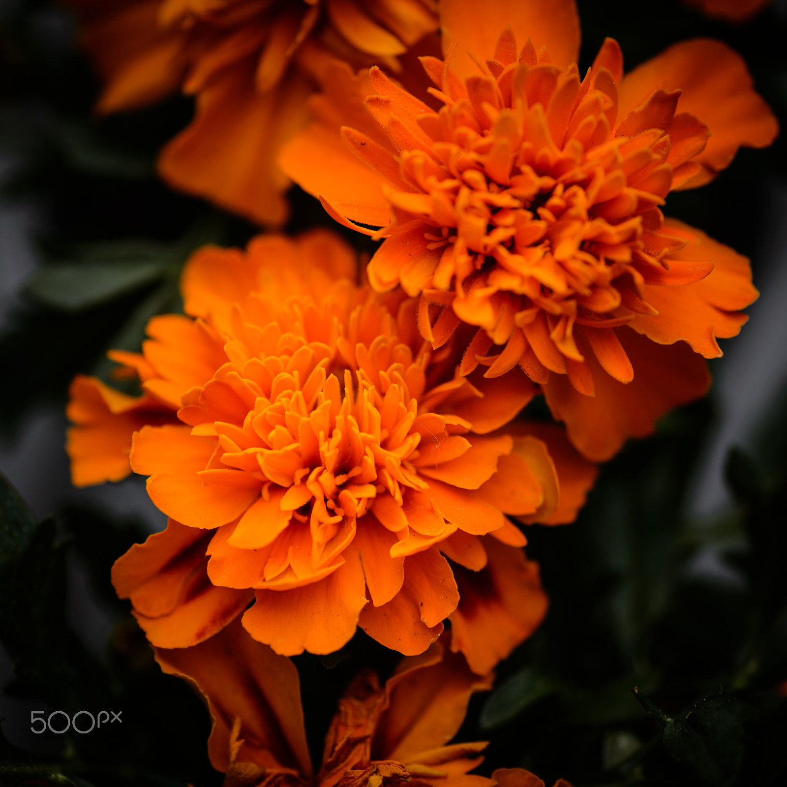 Nikon Df sample photo. Flowers for the dutch photography