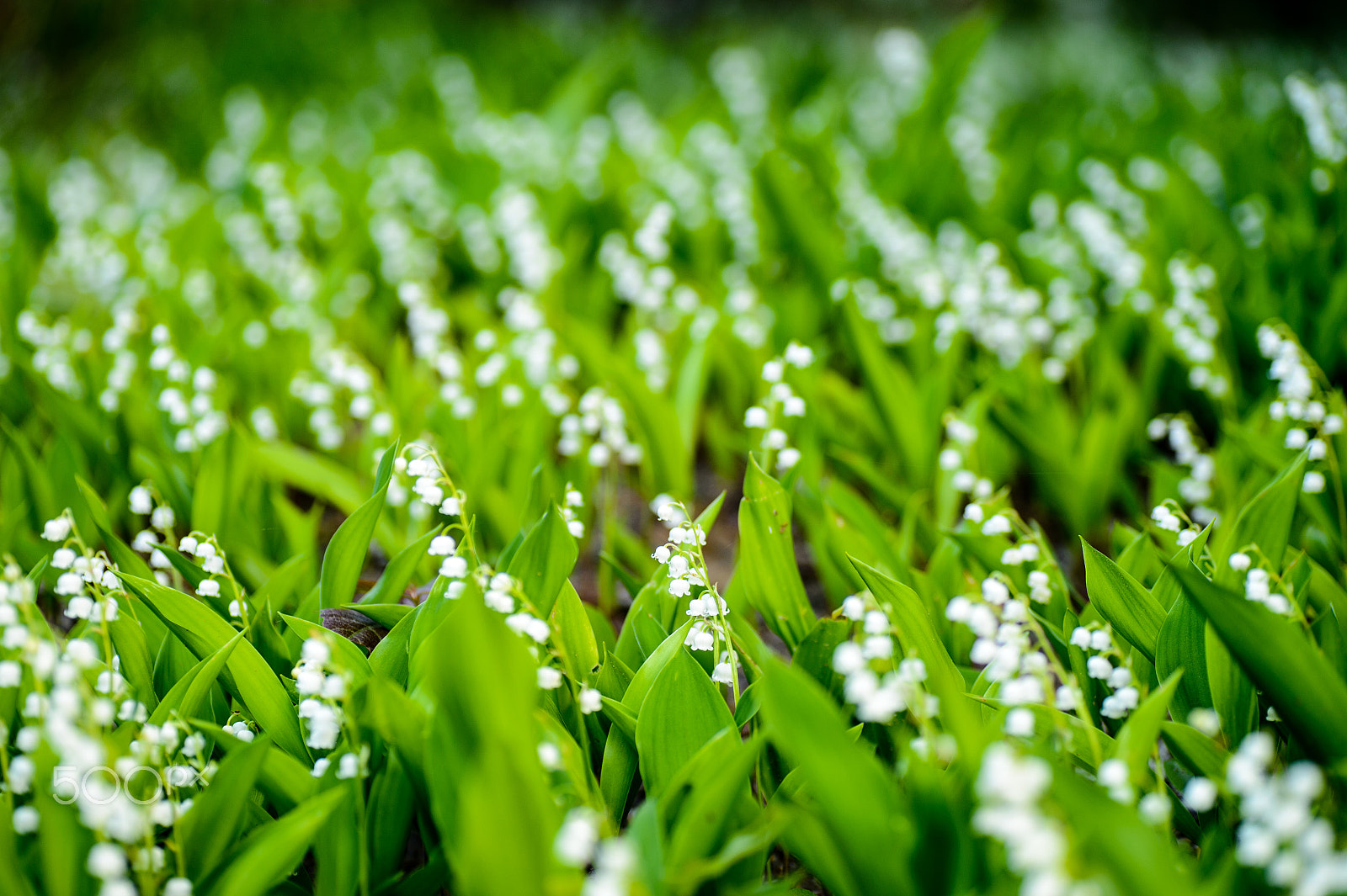 Nikon Df sample photo. Snowdrop field photography