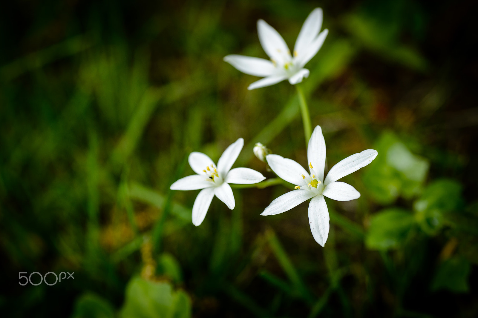 Nikon Df sample photo. Forest anemone photography