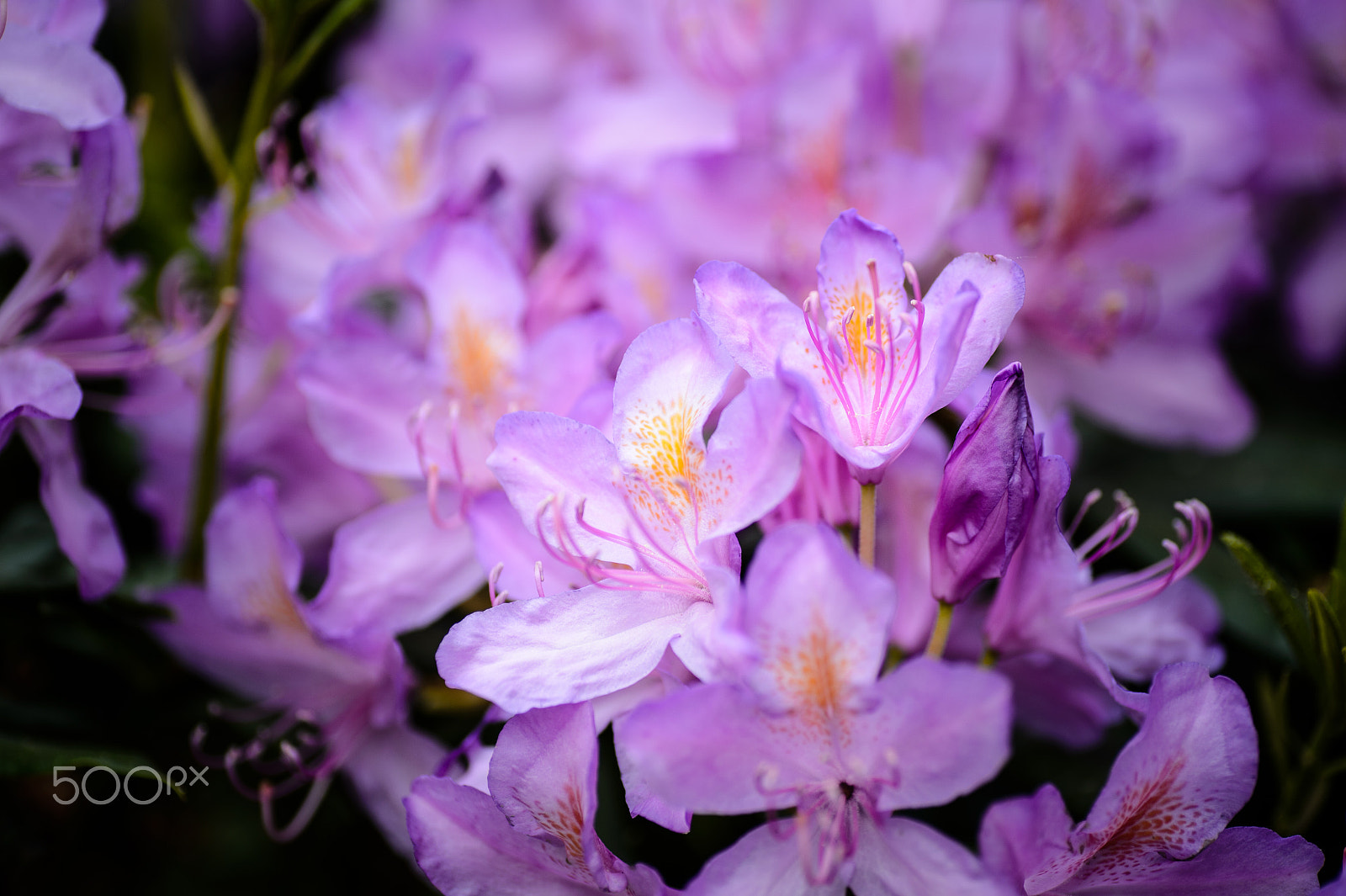 Nikon Df sample photo. Rododendron photography