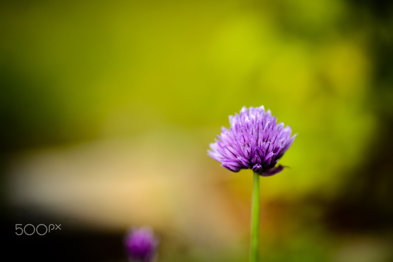 Nikon Df + Tamron SP 90mm F2.8 Di VC USD 1:1 Macro sample photo. Chives in bloom photography