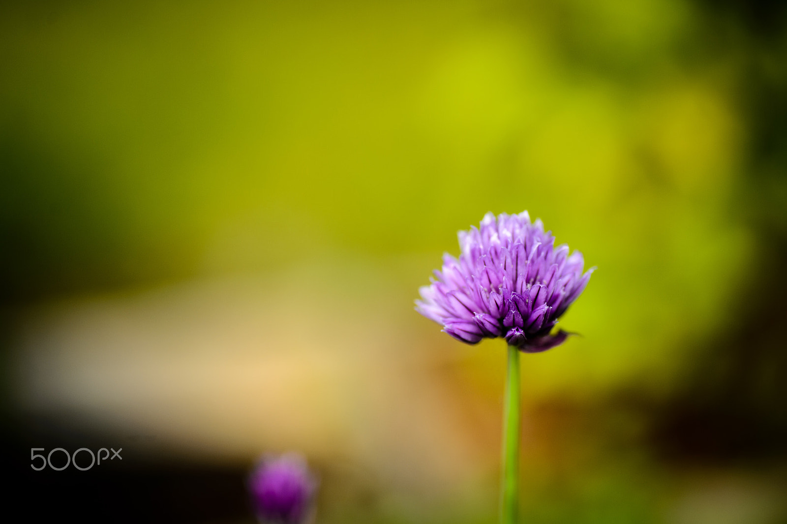 Nikon Df sample photo. Chives in bloom photography
