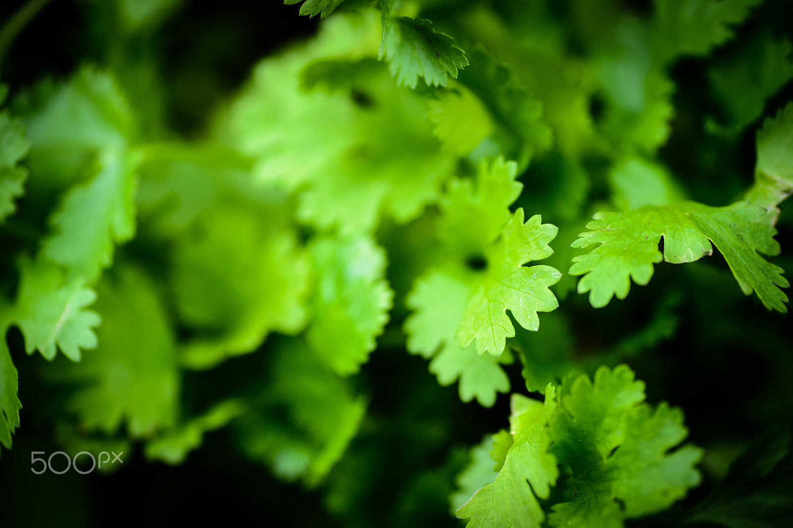 Nikon Df sample photo. Coriander in the garden photography